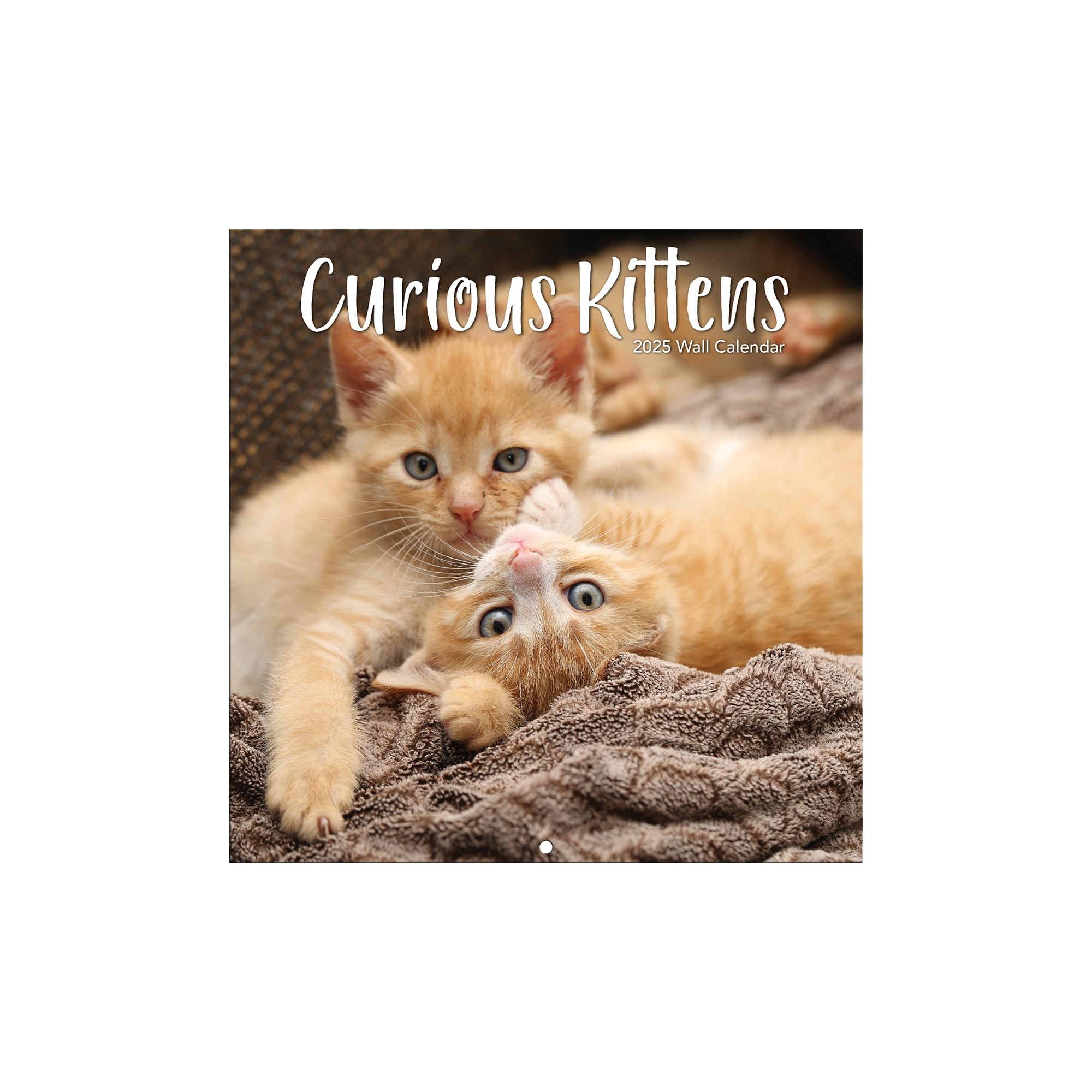 Turner Licensing PHOTOGRAPHIC Curious Kittens Photo Mini Wall Calendar (25998950004)