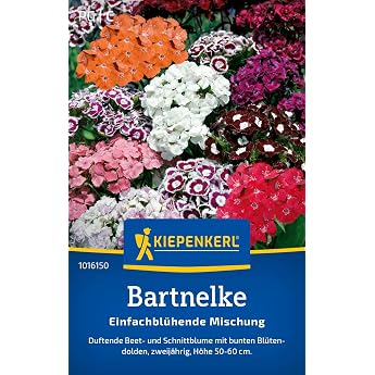 Kiepenkerl Beard Clove Seeds Single Blooming Mix 1016150 - Flower Seeds Mix for a Fragrant Bed and Cut Flower with Content for 60 Plants - Seeds