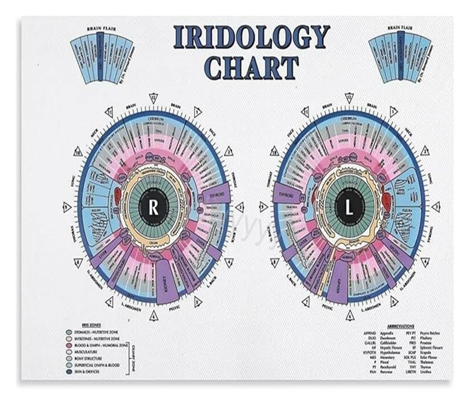 NWPNLXEA Iridology Organ Location Chart Poster Iris Sign Interpretation For Holistic Practice Home Library Study Nook Decor