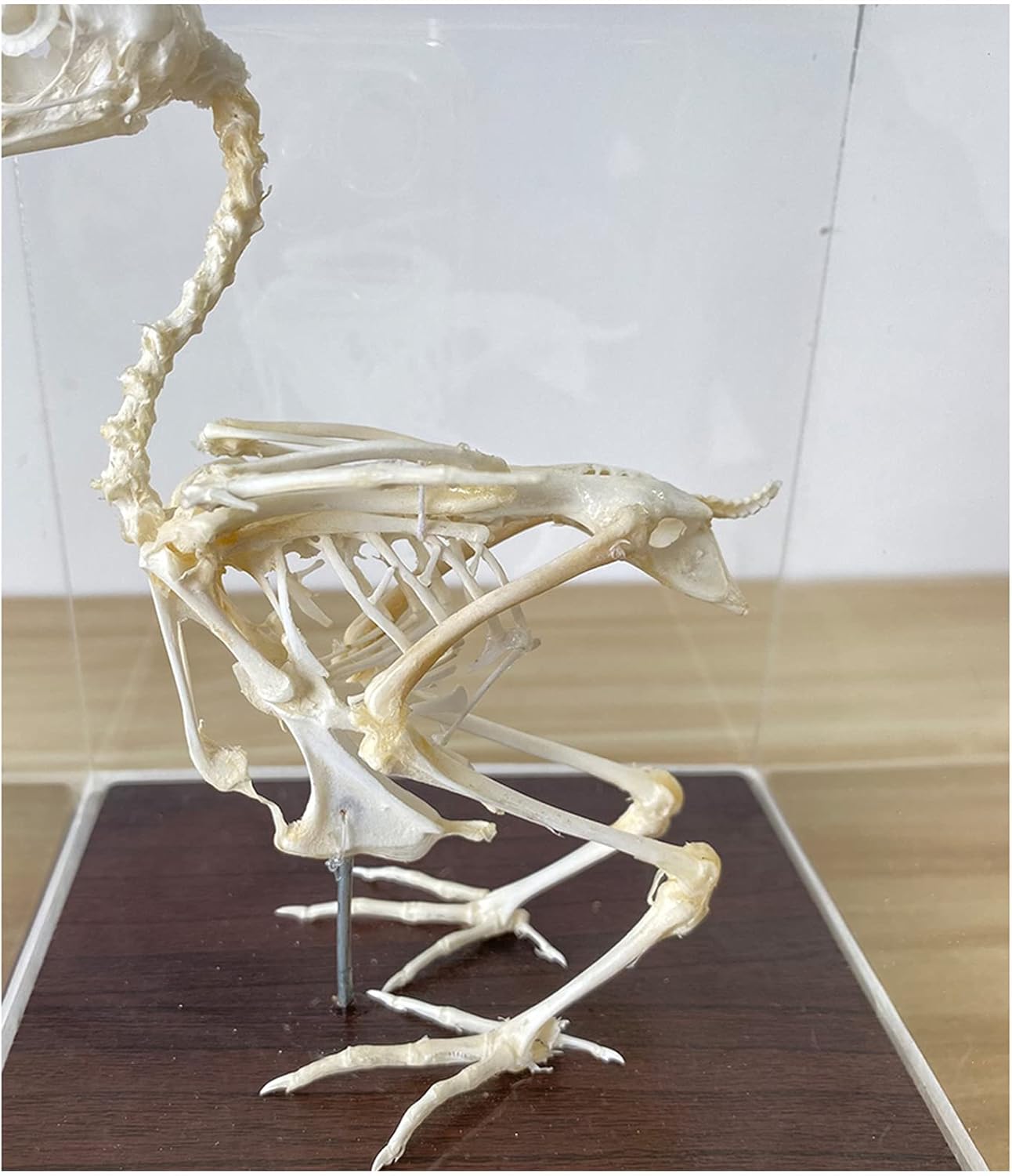 Quail Skeleton Embedded Specimen Model - Lifelike Bird Skeleton Nature Bone Model - Taxidermy Supplies Art Bone Vet Teaching Biological Model