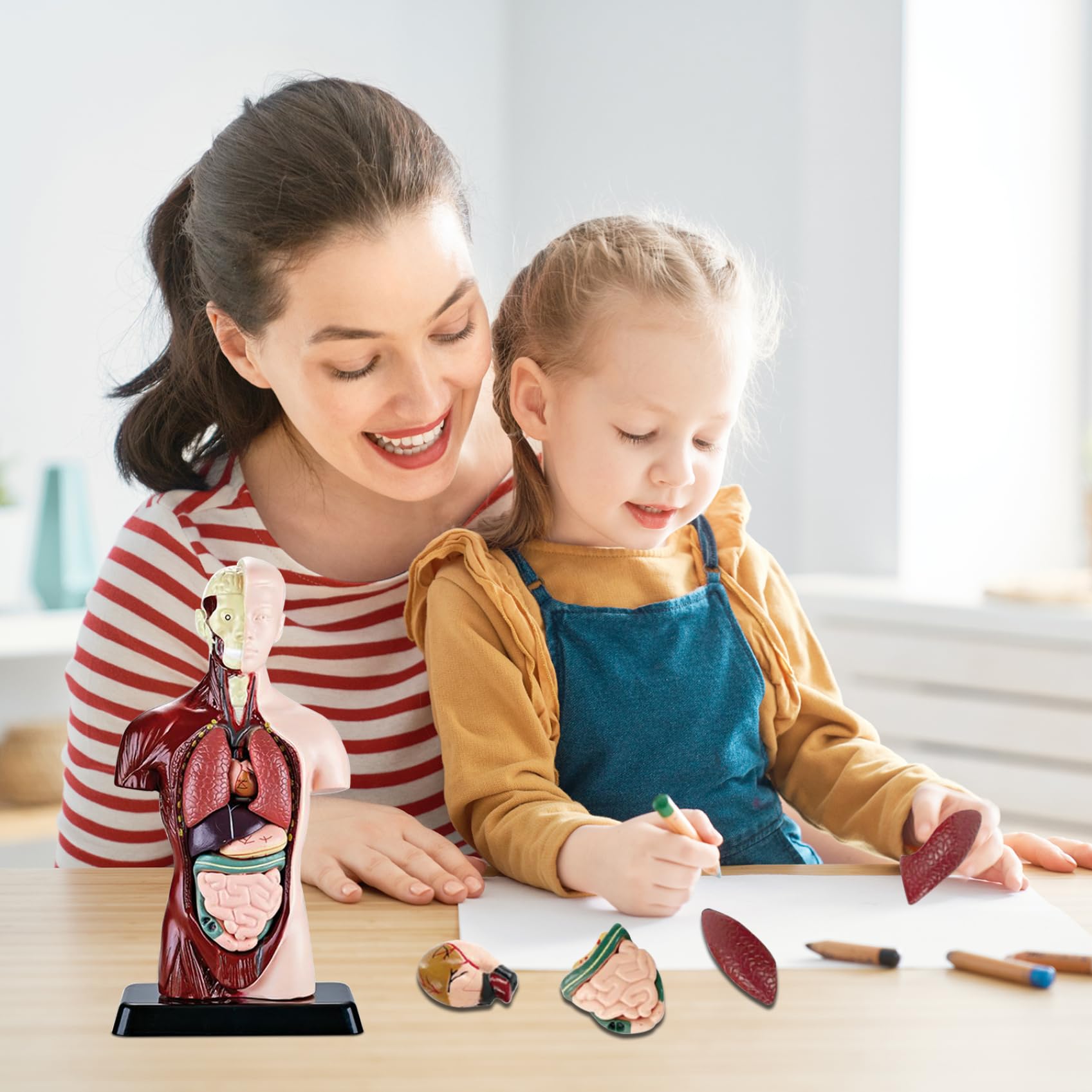 Model ciała człowieka dla dzieci, realistyczna zabawka anatomiczna 9,6 cala z 6 wyjmowanymi częściami organów, interaktywna zabawka edukacyjna dla dzieci w wieku 6+ lat