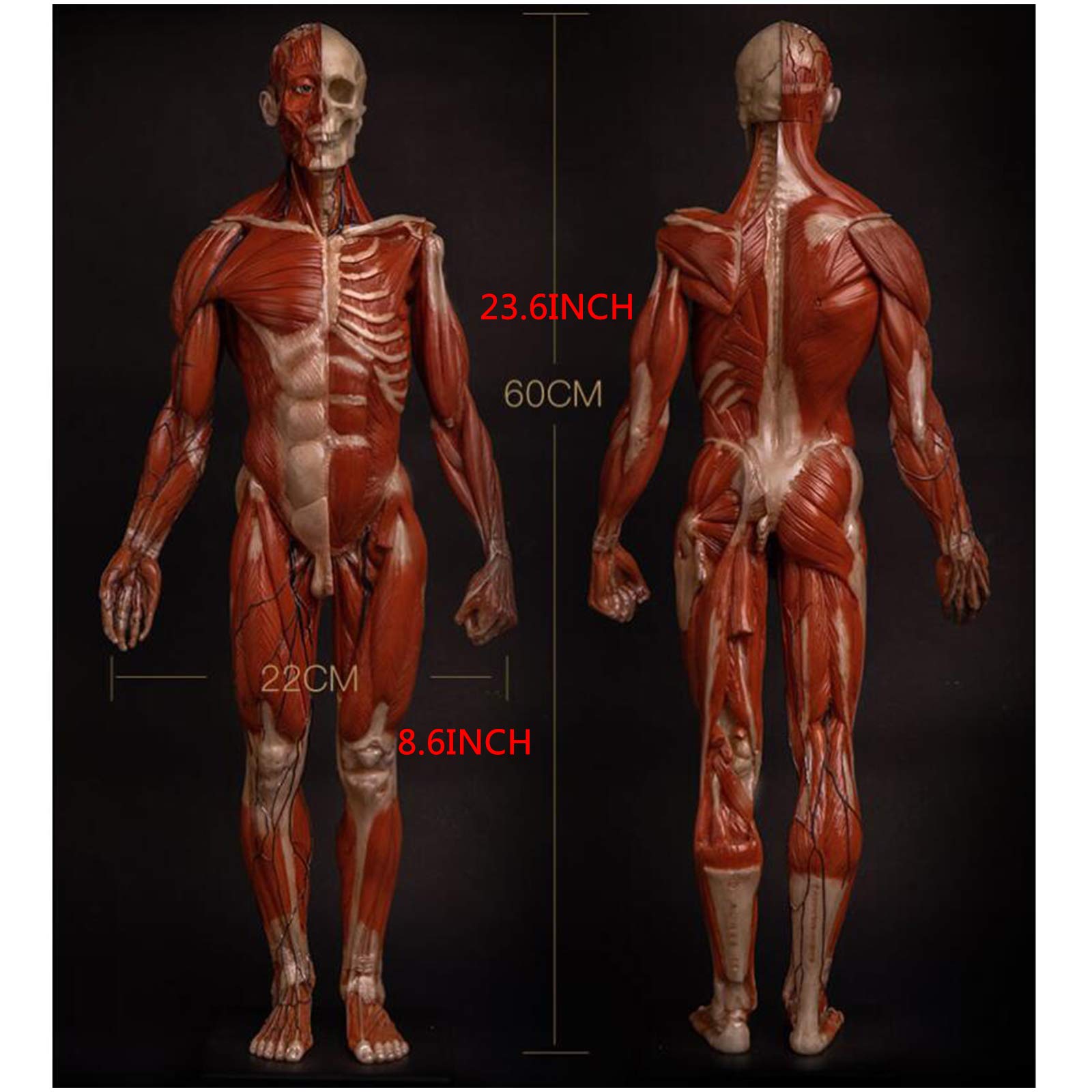 Modèle de Figure d'anatomie Humaine - Modèle de Peinture de Figure d'anatomie Masculine de 23,6 Pouces - Modèle Anatomique Humain d'os et de Peau - pour l'étude du Dessin d'artiste médical, A