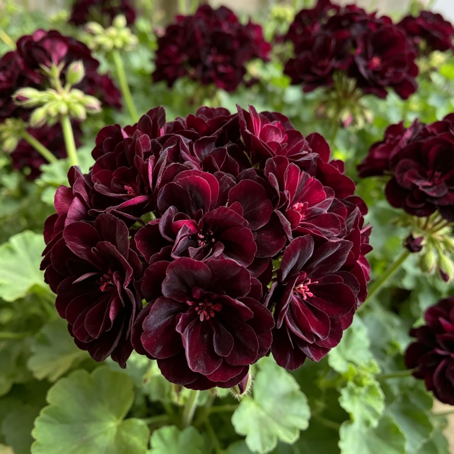 Geranium Seed-Hardy，Perennial Delights for Spectacular Garden Displays