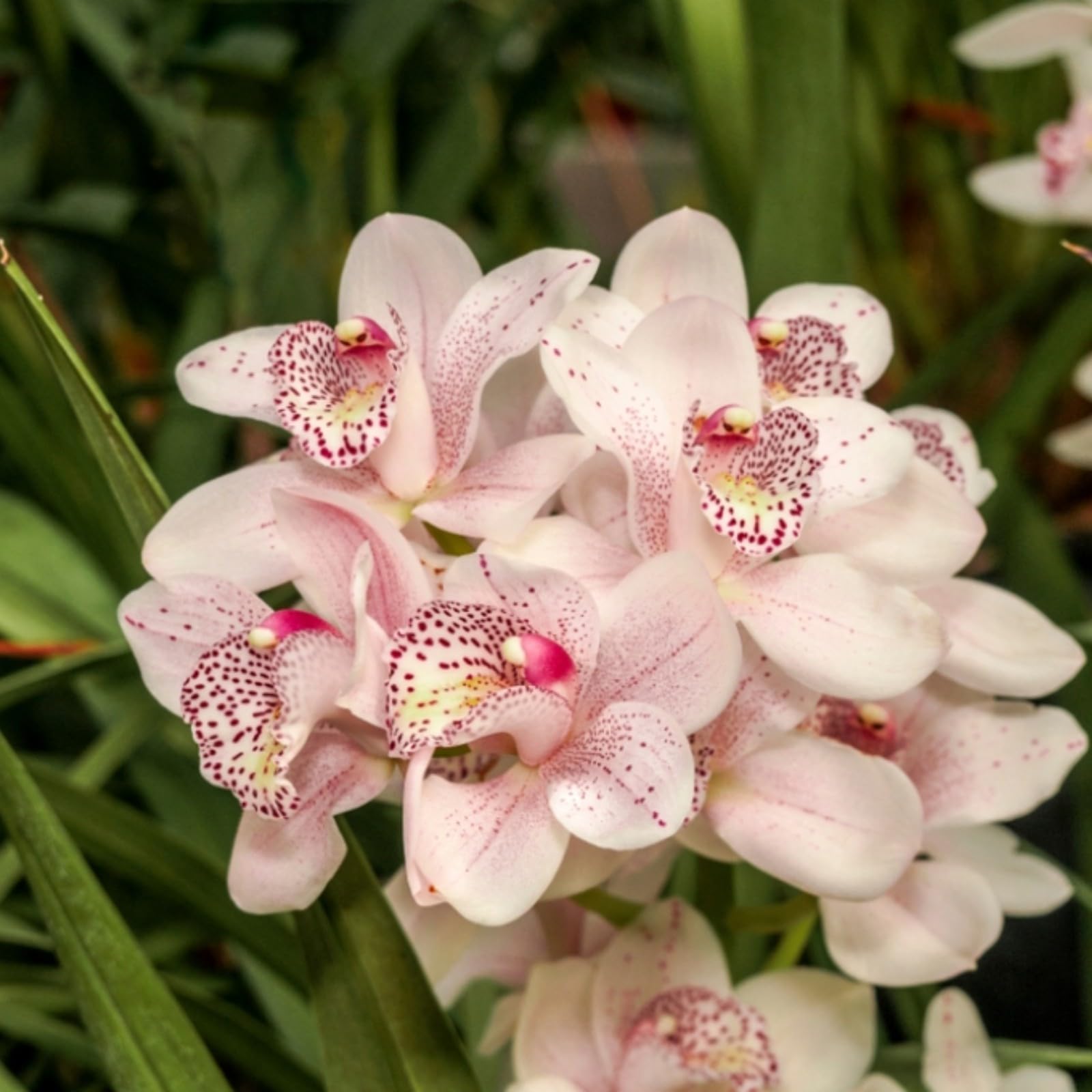 Bulbi Orchidea Cymbidium - 5 Pezzi, Piante Vere, Per Giardino O Interni - Foto 12