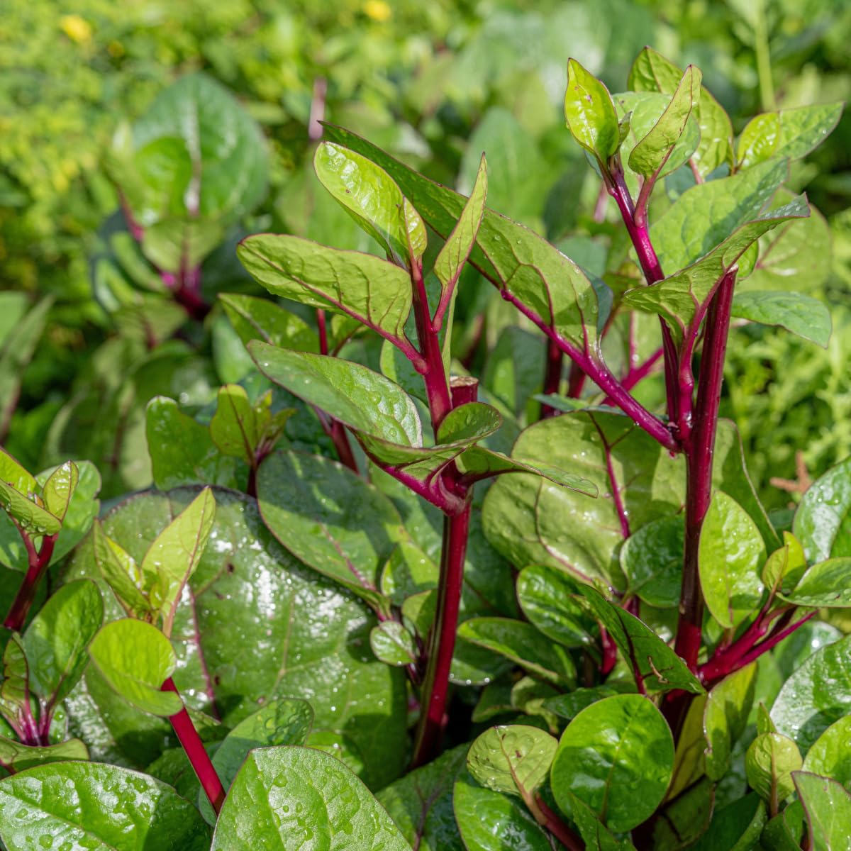 Red Stem Malabar Spinach - 30 Seeds - Non-GMO - Unique Flavor and Vibrant Color - Great for Container Gardening and Culinary Uses-image-4