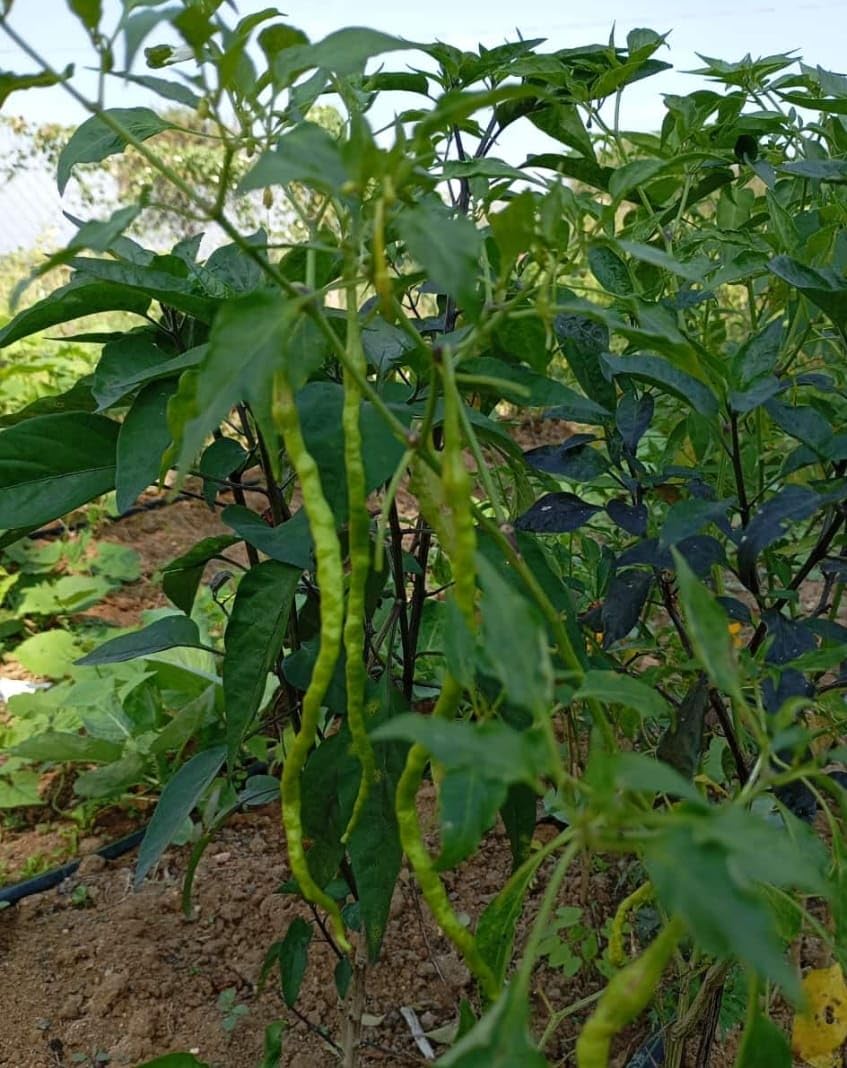1 Feet Long Mirchi-300 Seeds-picture-17