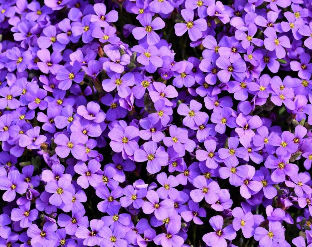 Diamond Painting,5D DIY Full Drill Kit Rhinestone Crystal Embroidery Pictures Cross Stitch for Home Wall Decoration Hanada 40 * 50 cm (16 * 20 inch)