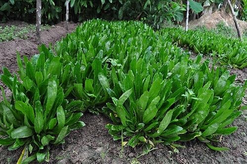 Miniatura 1 de Culantro Seeds ONG GAI Sawtoothfitweed, spiritweed, stinkweed, hierba de lengua de pato, diente de sierra o hierba de hoja de sierra, semillas de