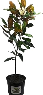 Little Gem Southern Magnolia - Live Plant - Gallon Pot