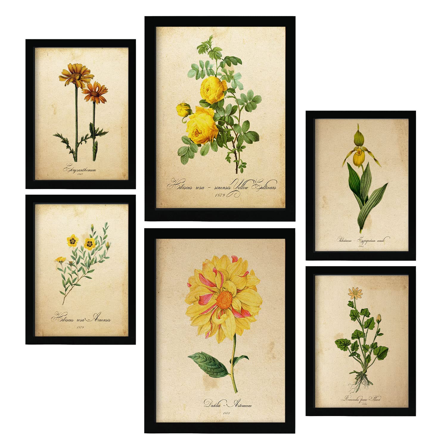 Nacnic Yellow Flowers Posters. Full Colour Nature and Botany Prints with Floral Themes in Vintage Paper Style. Aesthetic Illustrations for Interior Design and Decoration. A4 & A3.