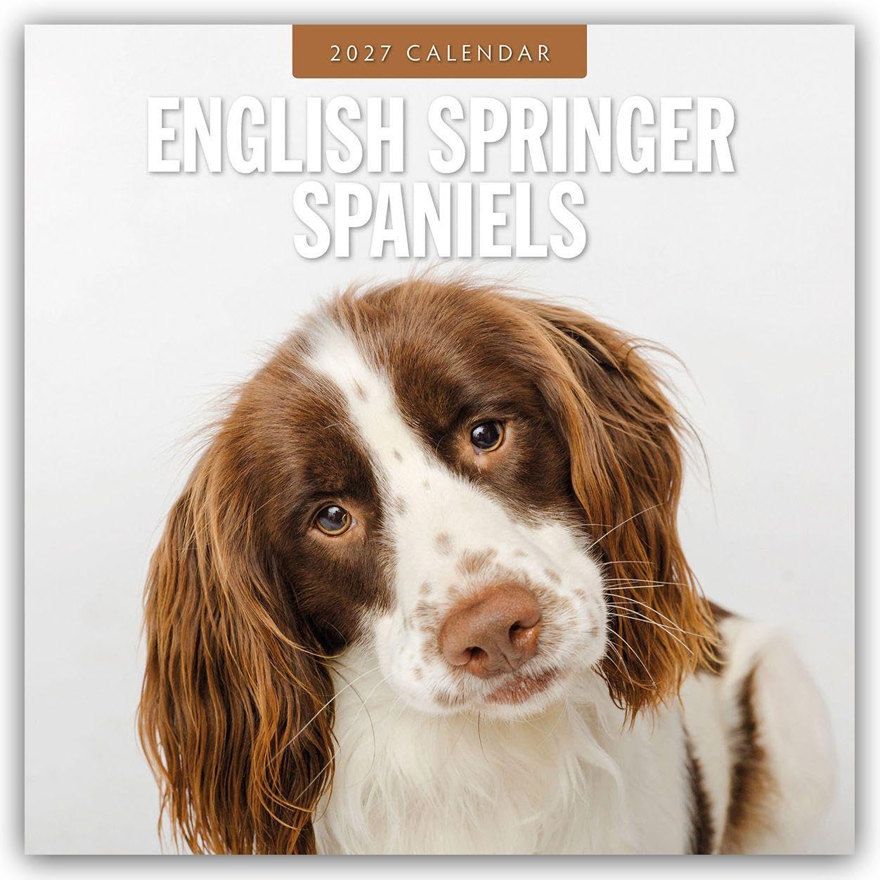 English Springer Spaniels 2027 Square Wall Calendar: Original Red Robin Publishing Ltd-Kalender [Mehrsprachig] [Kalender]