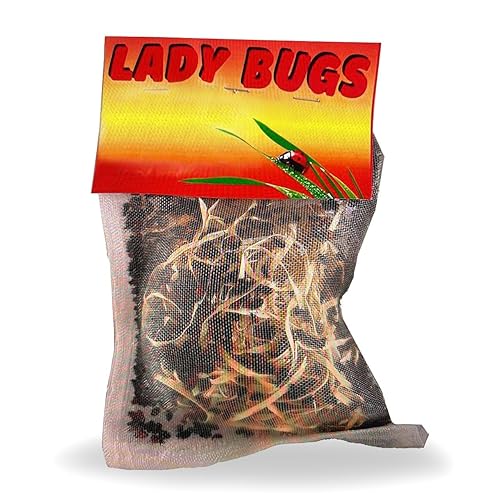 Mariquitas vivas- buenos insectos - mariquitas -entrega con vida garantizada, por Bazos