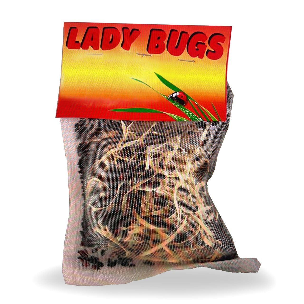 BVYY 3000 Live Ladybugs