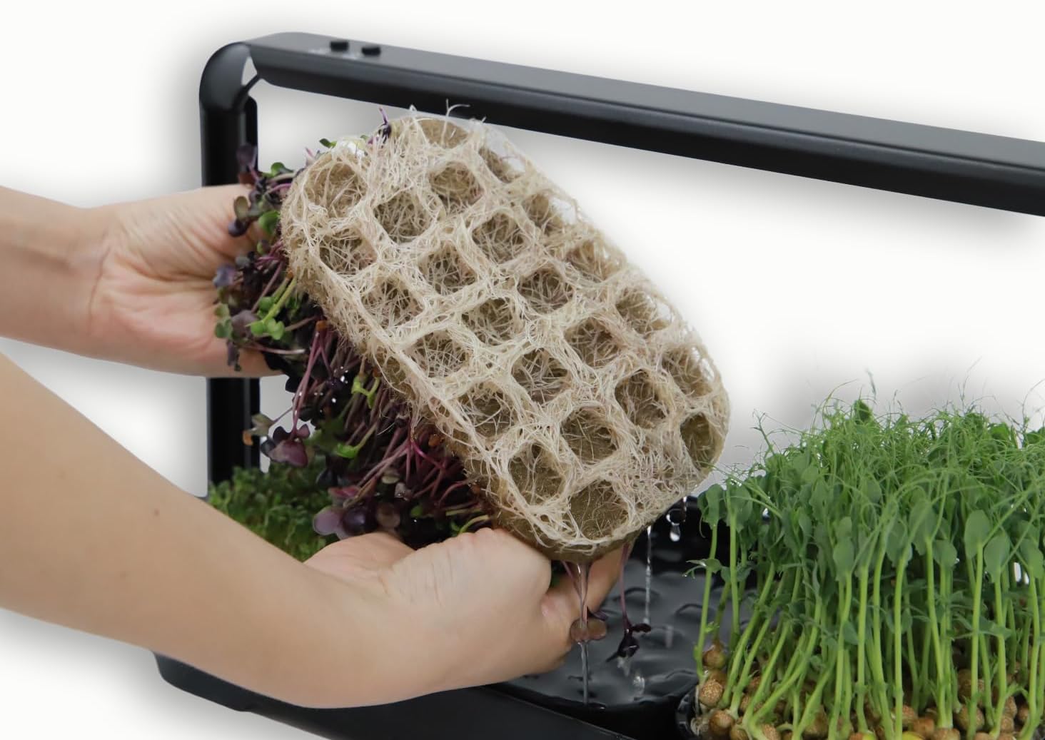 Microgreens Growing Kit Indoor, Micro Greens Indoor Herb Garden Kit with LED Light, 3 Microgreens Growing Trays, 6 Jute Mats - Indoor Grow Kit & Herb Growing Kit (No Seeds)