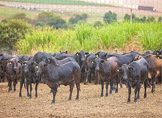TIGTMULERLY 1000 Piece Puzzle for Adults Jigsaw Puzzles Hard Challenging Difficult Family Cool Large Angus Cattle Herd at Feed lot Brazil's Puzzles for Adults 1000 Pieces