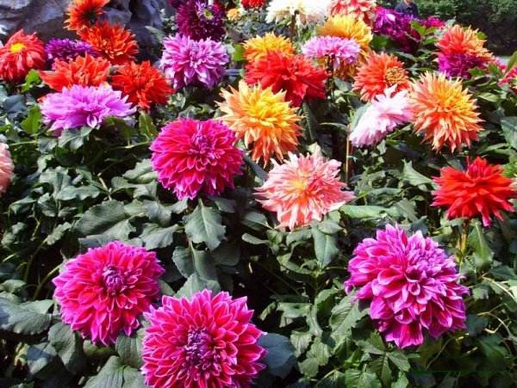 Dahlia Bulbs, Easy Plant, Exotic, Suitable, Easy to Plant, Plant Bulbs, Now UK/Greening Flower/Good for Containers/Natural Organic/Strong Plant, Rare Plants, Excellent Display, 8bulbs-J