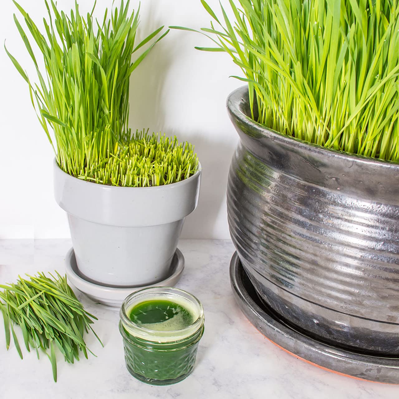 Todd's Seeds - Hard Red Wheatgrass - 5 Lb's - Sprouting Wheat Grass Seeds for Sale - Plant & Grow Wheatgrass, Flour, Grain & Bread - Wheatgrass Juice - Excellent Germination - Sprouting Seeds - Sprouted Wheat