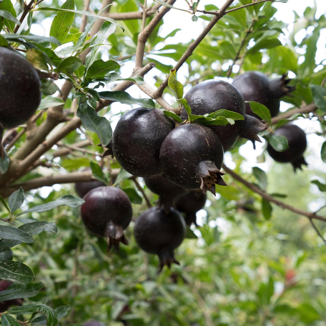 M-Tech Gardens Pomegranate/Punica granatum (Black, Hybrid) Exotic 1 Live Fruit Plant (B07ZDD6RPV) Amazon Price History, Amazon Price Tracker