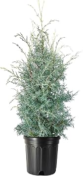 Carolina Sapphire | 1 Extra Large Trade 3 Gallon Trees | Cupressus arizonica Carolina Sapphire | Fast-Growing Privacy Fence | Evergreen Landscape Screening Plants