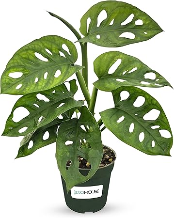 Monstera Adansonii Swiss Cheese - Live Full Size Indoor Plants Houseplants, Air Purifier Indoor Plants | Real Plants Decor for Living Room, Office, Desk & Bathroom, Easy Low Maintenance - JitoHouse