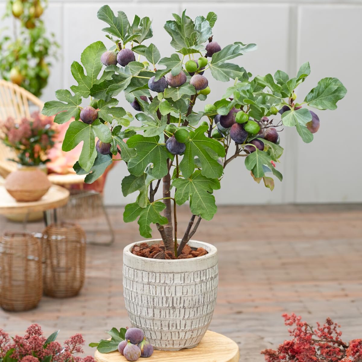 Bloomique - Set de 2 - Ficus carica ‘Brown Turkey’ - Higuera - Árbol frutal - Planta de jardín - Resistente al frío - 50-70 cm - Maceta 15 cm
