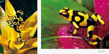 71MYghoO2-L._AC_UF350,