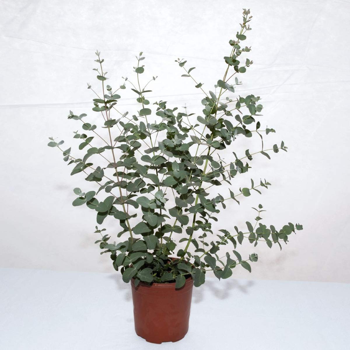 Outsidepride 100 Seeds Perennial Eucalyptus Silverdrop Flower Seeds for Planting