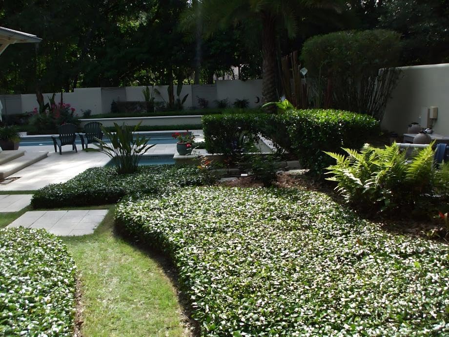 Asiatic/Dwarf Asian/Minima/Japanese/Yellow Star Jasmine (50 Bare Root Plants)