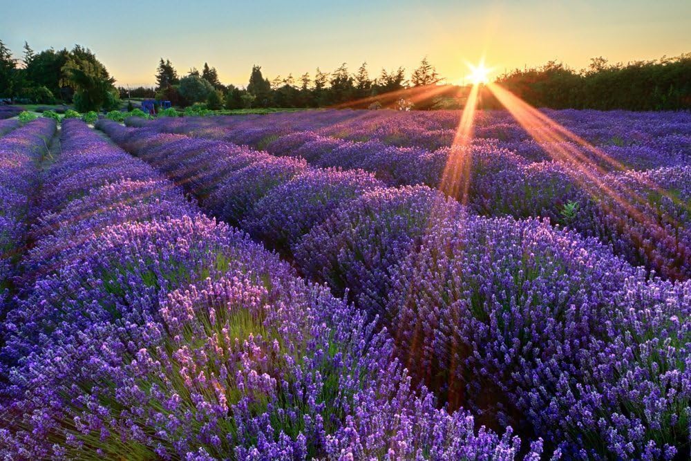 5x7, 8x10, 12x18, 16x20, 24x36 Fine Art Landscape Photography Print -"Lavender Sunset"