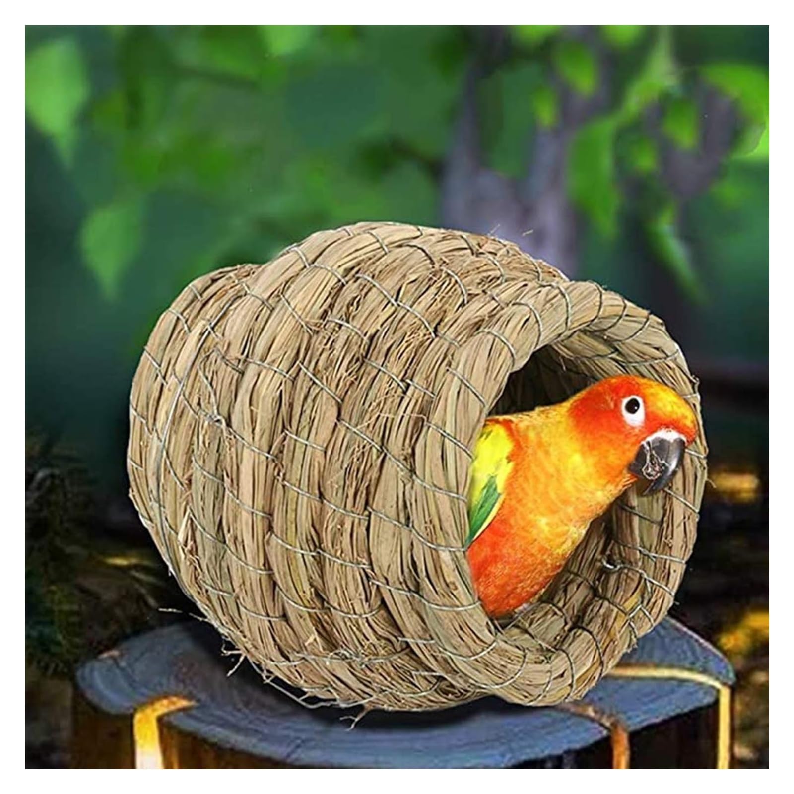 Nichoir en jonc de mer naturel pour oiseaux, lieu de repos confortable pour pigeons et perroquets