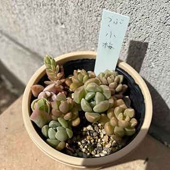 つぶつぶ屋 札付き⭐️多頭 くもも⭐️多肉 エケベリア つぶー 寄せ植え つぶつぶ屋 札付き⭐️群生 お静⭐️多肉 エケベリア つぶー
