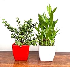 Combo of Two Layer Lucky Bamboo, Jade Plant