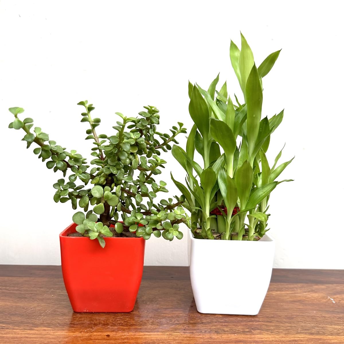 Combo of Two Layer Lucky Bamboo, Jade Plant (B0DB794B9R) Amazon Price History, Amazon Price Tracker