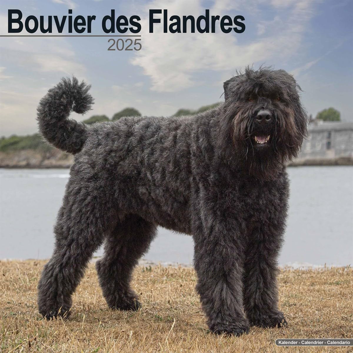 Bouvier des Flandres (Euro) 2025 Square Wall Calendar | Dog Breed Calendar