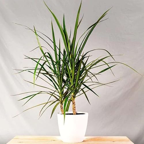 Miniatura 3 de Dracaena - Planta viva con margen rojo para interior  Diferentes plantas de interior en maceta de 4 y 6 pulgadas  Decoración de plantas de casa real