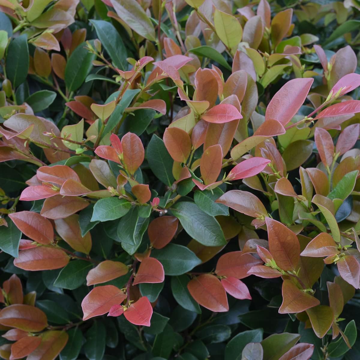Linebacker Distylium - 3 gal - First Editions Plants - Lustrous Blue-Green Foliage with Reddish New Growth - Hardy - Distylium 'PIIDIST-IV' PP25984-3 Gallon Pot