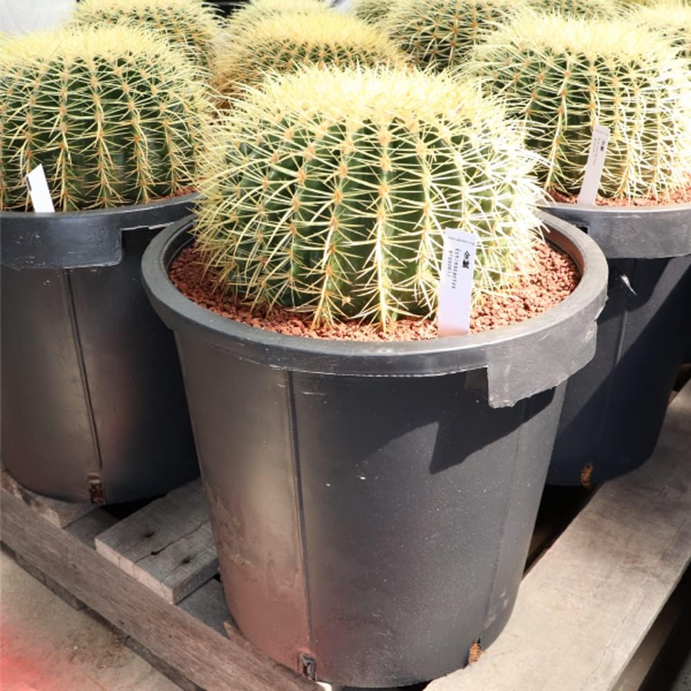 リトープス翠蛾種子1,000粒C388 Steineckeana ステインケアナ