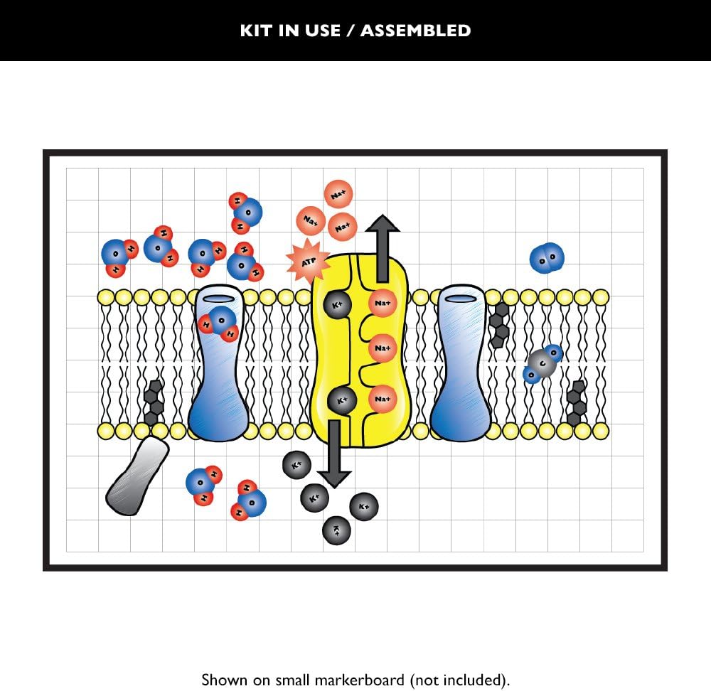 Cell Membrane Desk Kit