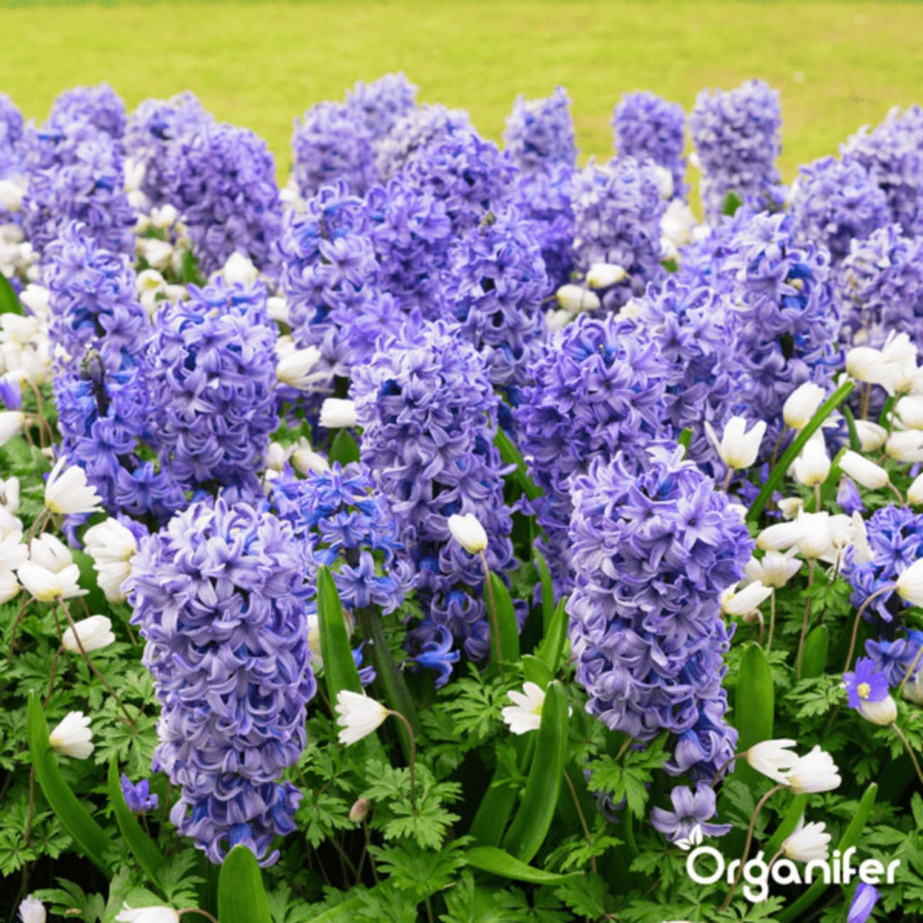 Fertilizante Líquido Para La Fase De Floración - 500ml = 250L | Fertilizante Especial Para Flores - Favorece La Floración Intensiva - Absorción Rápida Y Eficaz De Nutrientes - Organifer