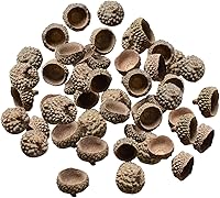 Vista 2 de SM SunniMix 100 tapas de bellotas naturales auténticas rústicas de bellotas decorativas para el hogar, bricolaje, Acción de Gracias, Navidad