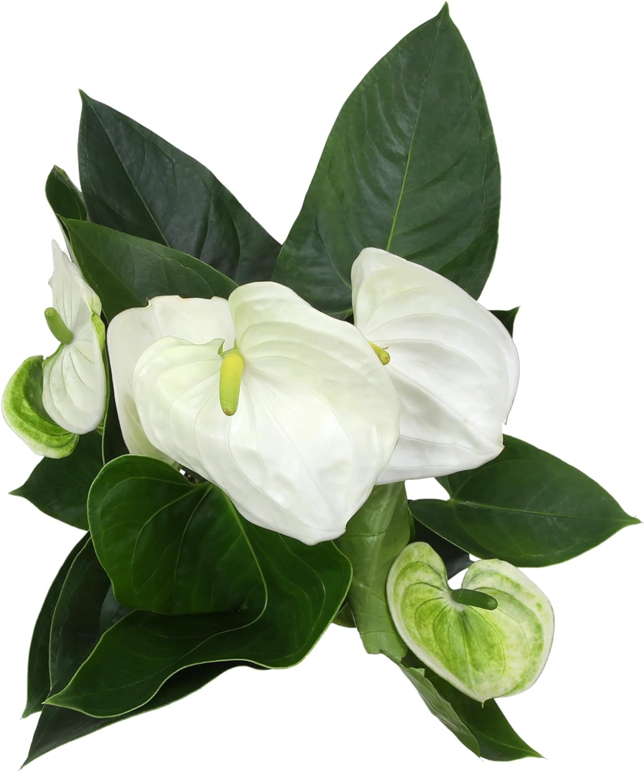 White Anthurium Live Sympathy Plant (Approx 18-21" Tall), Easy to Grow Flowering Houseplant in 6" White Decor Pot by Plants for Pets