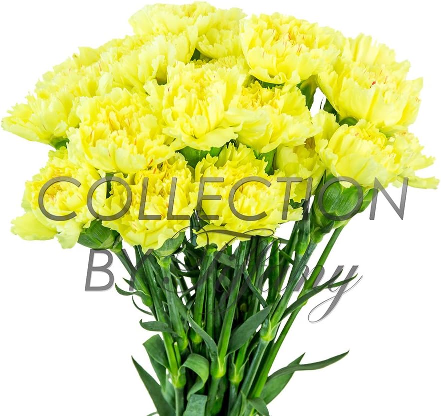 Fresh Flowers Carnation for Garland l Floral Arrangement for Any Occasion l Long Lasting l 20 Stems per Bunch(Light Pink)