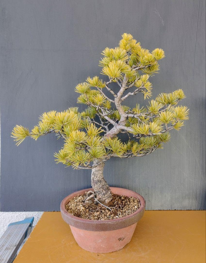 大那須五葉松盆栽 3-1 那須五葉松の盆栽を販売｜盆栽妙 – 盆栽