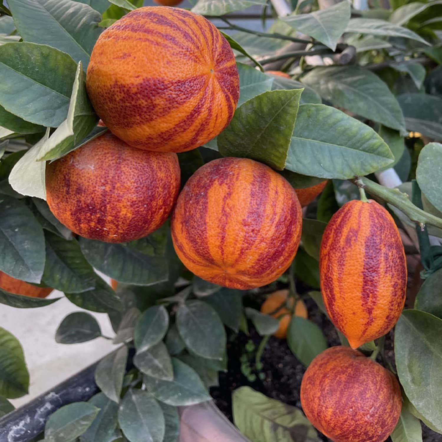 SAVINI VIVAI Zitronenpflanze, Zitrusbaum Lemon Arcobal im 20 cm Topf, Höhe 70 cm, 2-3 Jahre Veredelung, hergestellt in Italien