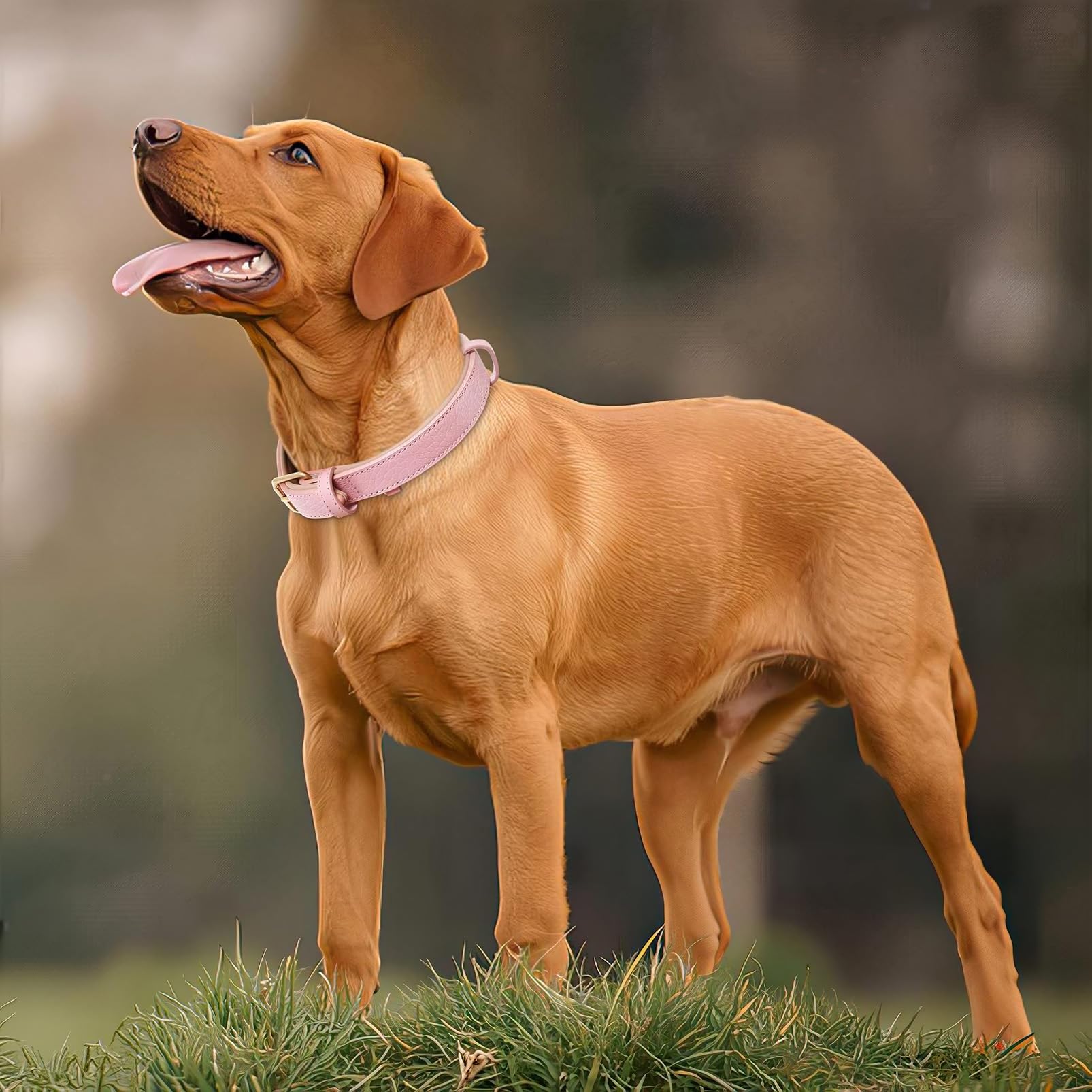 Hundehalsband Aus Leder – Gepolstert, Himbeerrosa, Passend Für Halsumfang 37–44,5 Cm