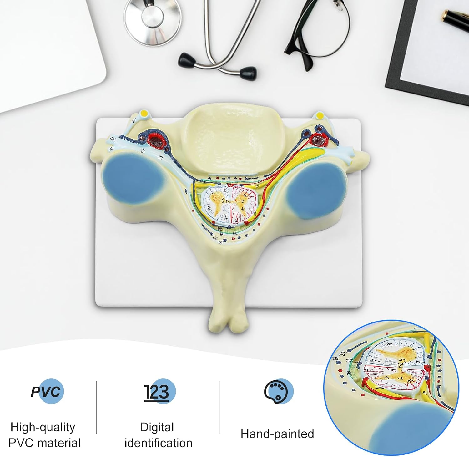 qzzXoq Fifth Section Cervical Vertebra Model, 7X Enlarged Transection Cervical Vertebra Model with Spinal Cord Human Cervical Spine Model with Manual for Medical Learning Research Education Display