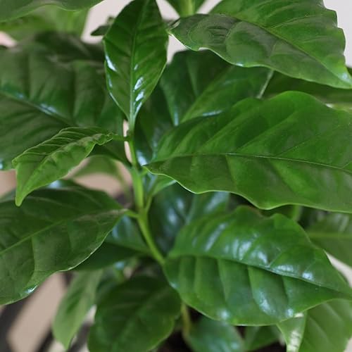 Miniatura 2 de Green Circle Growers Café arábica de 5 pulgadas en maceta de yute crema, plantas de interior vivas, planta de interior