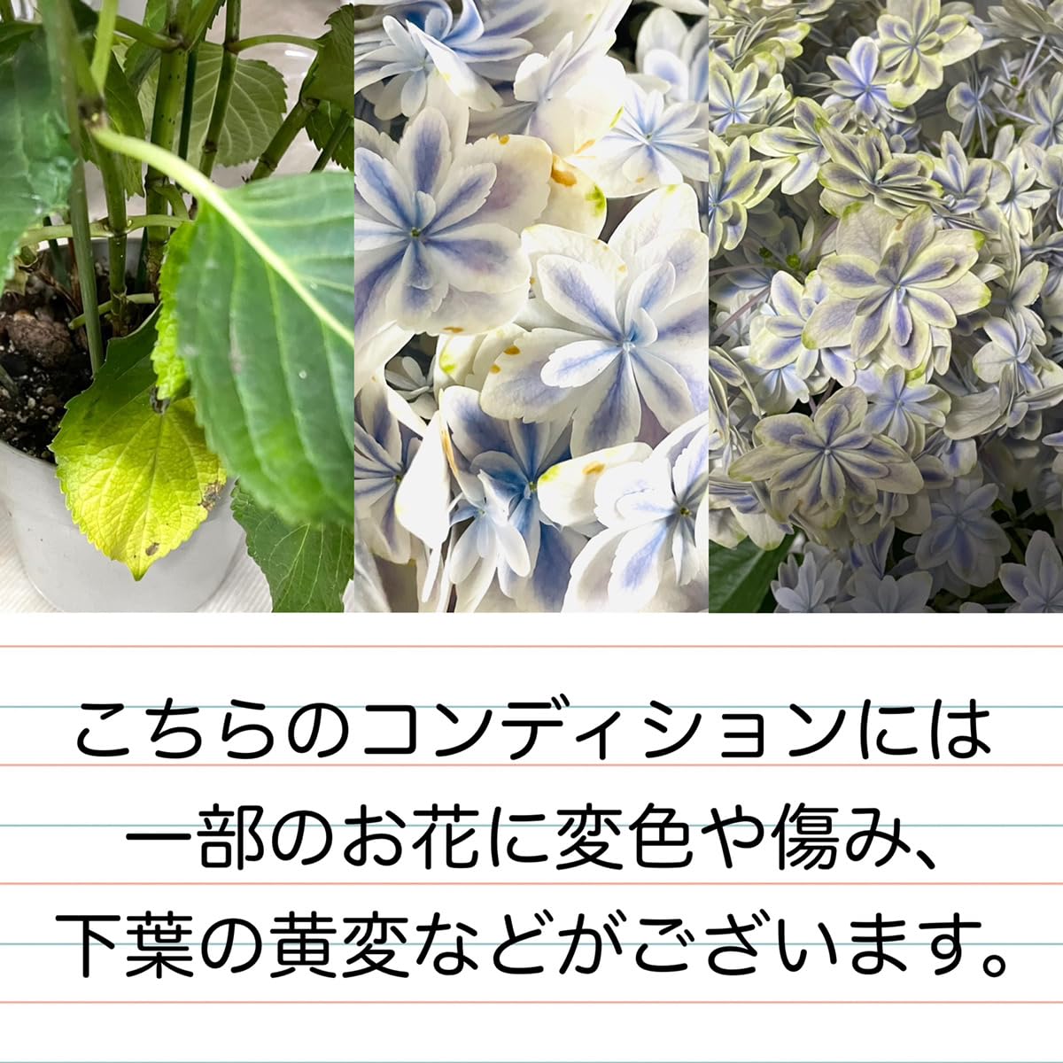 Amazon｜あじさい 鉢植え 自宅用 フラワー アジサイ 紫陽花 5号鉢