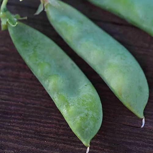 Organic Oregon Sugar Pod II Pea - 14 LB  500 semillas - Sin OMG, polinizado abierto, reliquia, semillas de jardinería vegetal
