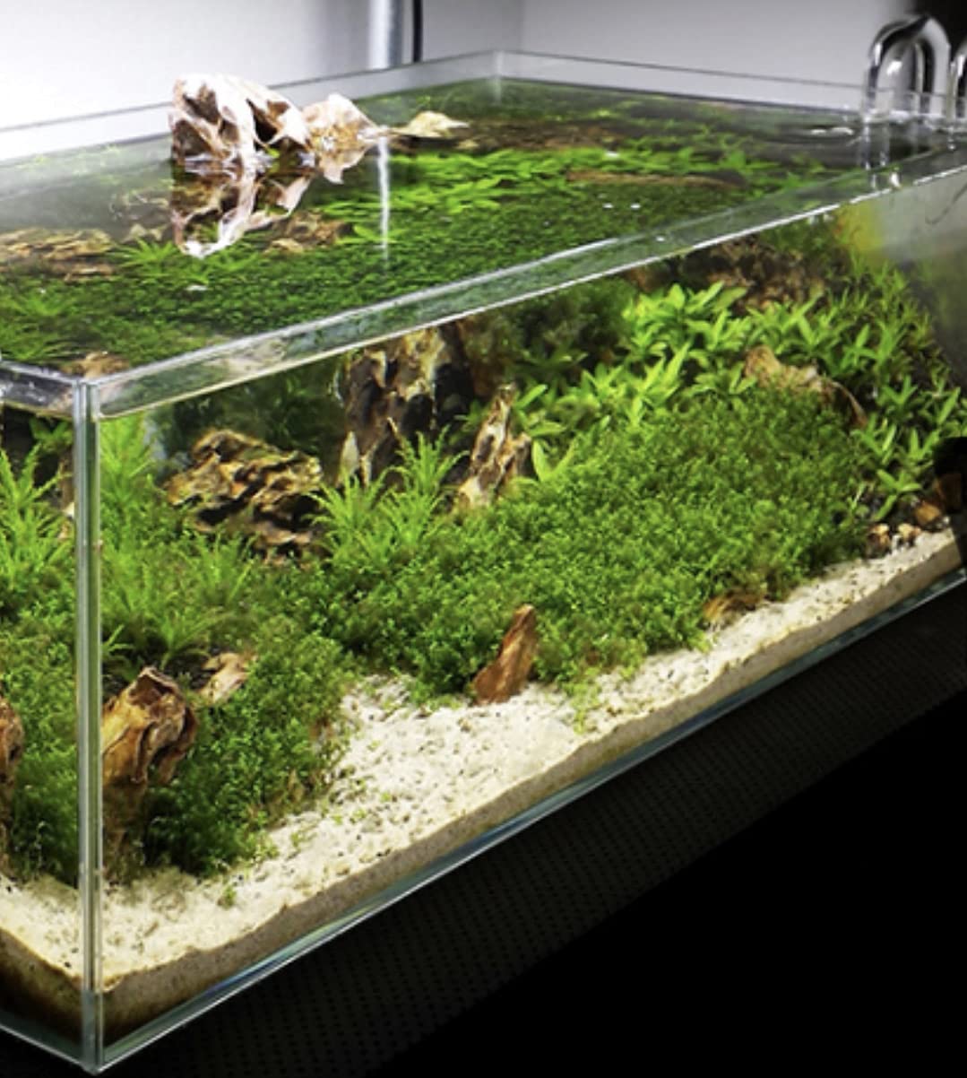 Acuario sin Marco 60 de 25 litros,Akkuascape Cube Large 60 /Acuario